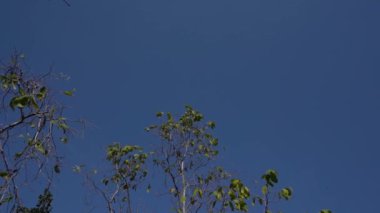 Ormandaki ağaç, manzara 