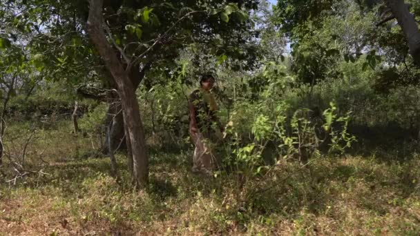 Sétál Erdőben India — Stock videók