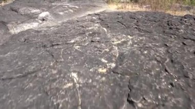 Ormandaki ağaç, manzara 