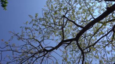 Ormandaki ağaç, manzara 