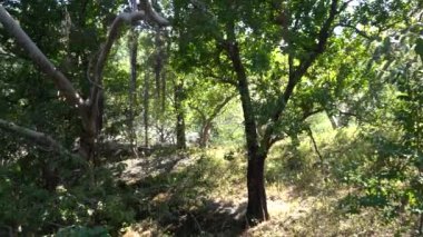 Ormandaki ağaç, manzara 