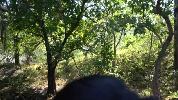 Mulher Caminhando Floresta Índia — Vídeo de Stock