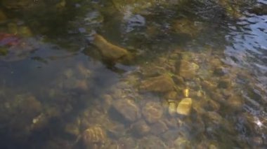 Orman nehri kayalar üzerinde su akıntısı, dağ ormanı nehir kayaları manzarası. 