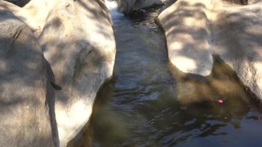 Orman nehri kayalar üzerinde su akıntısı, dağ ormanı nehir kayaları manzarası. 
