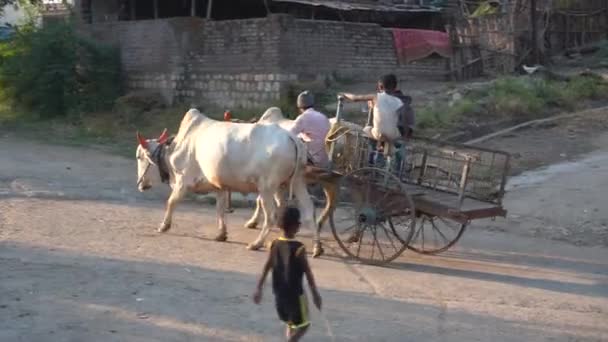 Amravati マハラシュトラ州 インド2020年12月16日 日没時に村の牛と羊飼い マハラシュトラ州の農村部での日常生活 — ストック動画