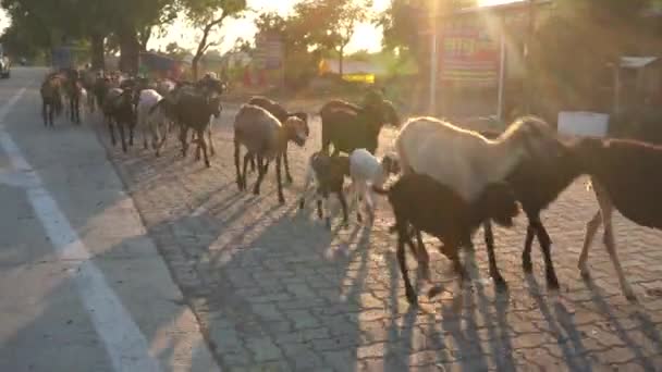 Amravati Maharashtra India Grudzień 2020 Pasterz Bydłem Przy Zachodzie Słońca — Wideo stockowe