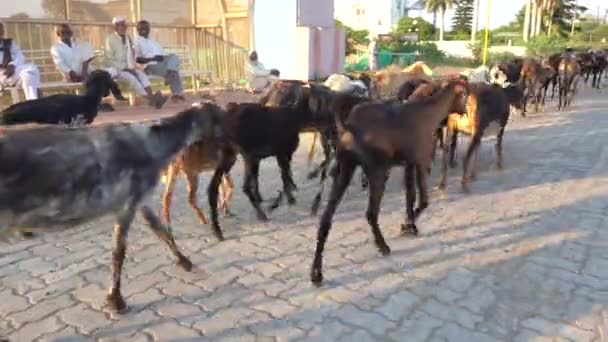 Amravati Maharashtra India Diciembre 2020 Pastor Con Ganado Aldea Atardecer — Vídeo de stock