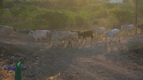 Amravati Maharashtra India December 2020 Shepherd Cattle Village Sunset Daily — Stock Video