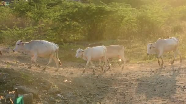 Amravati Maharashtra India December 2020 Herder Met Vee Bij Zonsondergang — Stockvideo