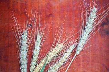 Buğday ve buğday taneleri, yakın plan. Sağlıklı gıda konsepti.