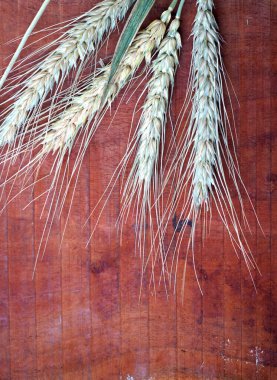 Buğday ve buğday taneleri, yakın plan. Sağlıklı gıda konsepti.