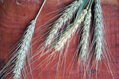 Buğday ve buğday taneleri, yakın plan. Sağlıklı gıda konsepti.