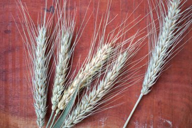 Buğday ve buğday taneleri, yakın plan. Sağlıklı gıda konsepti.