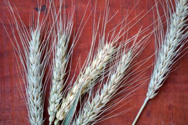 Buğday ve buğday taneleri, yakın plan. Sağlıklı gıda konsepti.