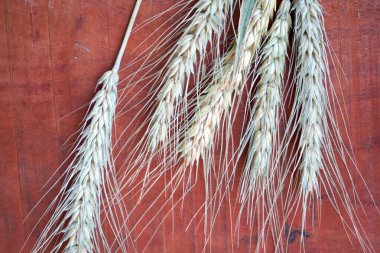 Buğday ve buğday taneleri, yakın plan. Sağlıklı gıda konsepti.