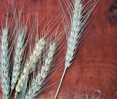 Buğday ve buğday taneleri, yakın plan. Sağlıklı gıda konsepti.