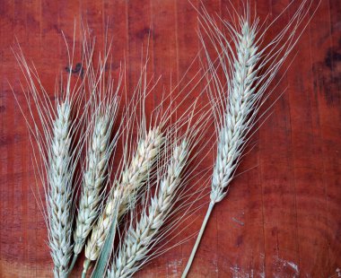 Buğday ve buğday taneleri, yakın plan. Sağlıklı gıda konsepti.