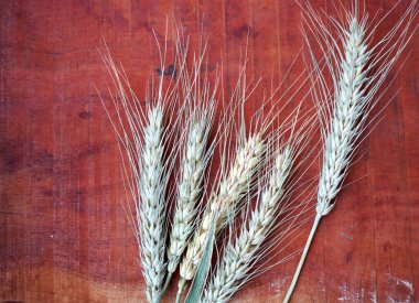 Buğday ve buğday taneleri, yakın plan. Sağlıklı gıda konsepti.