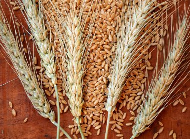 Buğday ve buğday taneleri, yakın plan. Sağlıklı gıda konsepti.