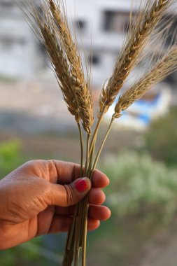 Elinde buğday ve buğday taneleri tutan kadın.