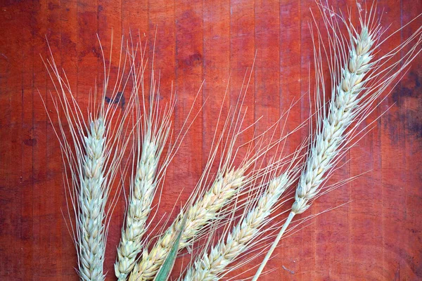 Buğday ve buğday taneleri, yakın plan. Sağlıklı gıda konsepti.