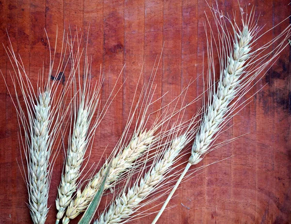 Ears of wheat and wheat grains, closeup. Healthy food concept.