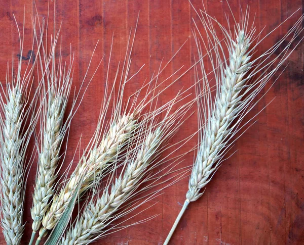 Buğday ve buğday taneleri, yakın plan. Sağlıklı gıda konsepti.