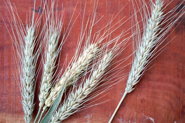 Ears of wheat and wheat grains, closeup. Healthy food concept.