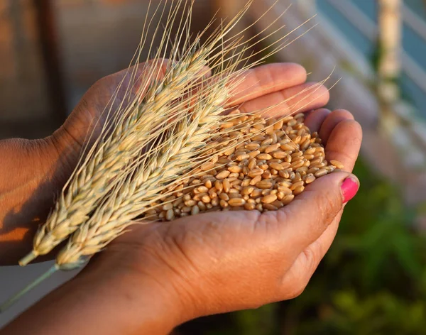 Donna Che Tiene Mano Spighe Grano Chicchi Grano — Foto Stock