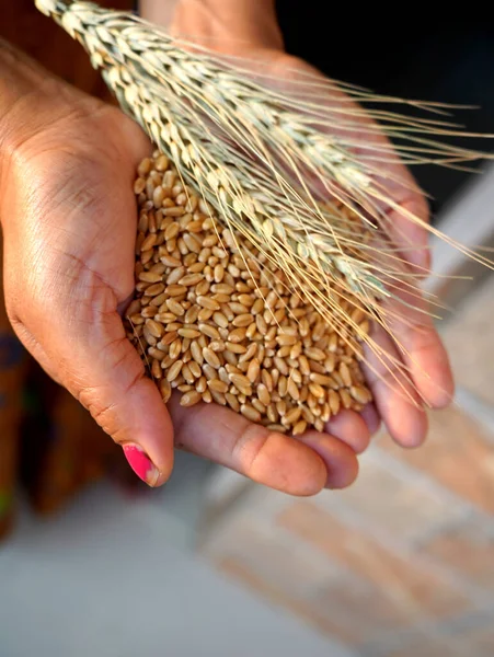 Woman holding wheat ears and wheat grains in hands
