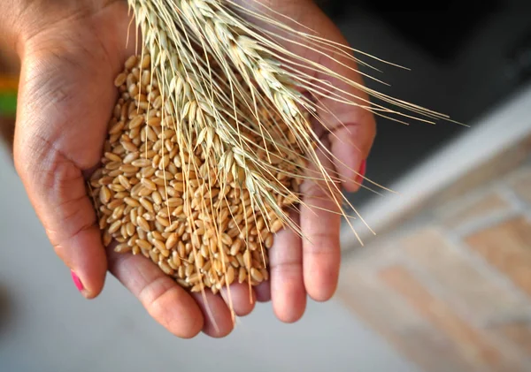 Woman holding wheat ears and wheat grains in hands
