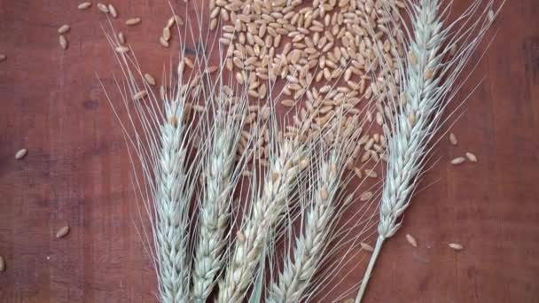 木製のテーブルの上に小麦や小麦の穀物の耳 健康食品の概念 — ストック動画