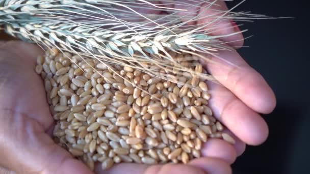 Woman Holding Wheat Ear Wheat Grain Her Hands Healthy Food — Stock Video