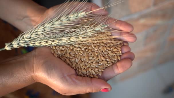 小麦の耳と小麦の穀物を手に持つ女性 健康食品の概念 — ストック動画