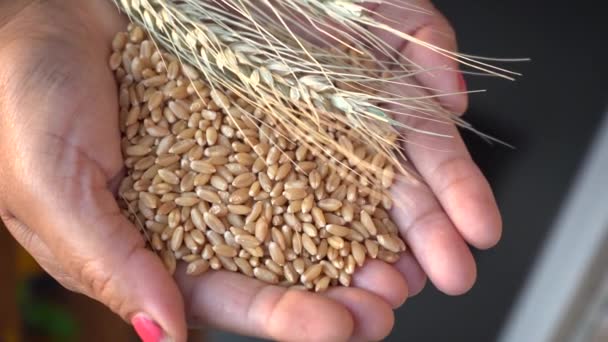 Woman Holding Wheat Ear Wheat Grain Her Hands Healthy Food — Stock Video