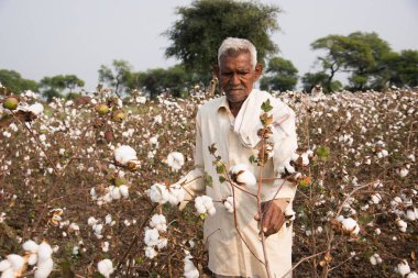 AMRAVATI, MAHARASHTRA, INDIA 20 HAZİRAN 2020: Hintli çiftçi pamuk tarlasında pamuk topunu teftiş ediyor..