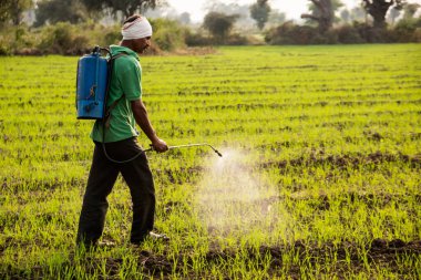 Çiftçi tarlalara böcek ilacı püskürtüyor. 