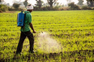 Çiftçi tarlalara böcek ilacı püskürtüyor. 
