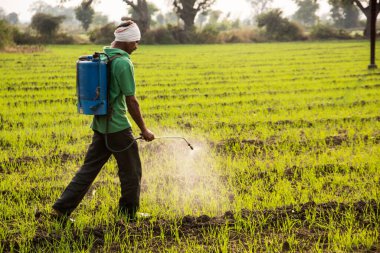 Çiftçi tarlalara böcek ilacı püskürtüyor. 