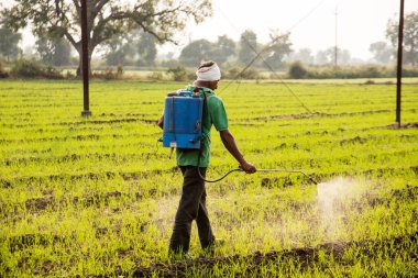 Çiftçi tarlalara böcek ilacı püskürtüyor. 