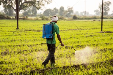 Çiftçi tarlalara böcek ilacı püskürtüyor. 