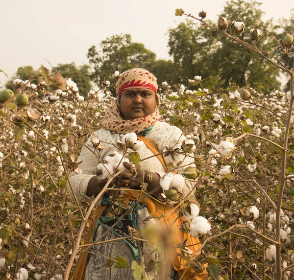 Amravati Maharashtra India Enero 2020 Mujer India Cosechando Algodón Campo — Foto de Stock