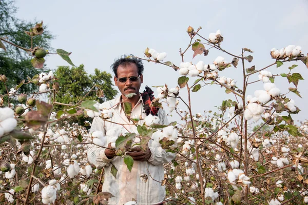 Amravati Maharashtra Ινδια Ιανουαριου 2020 Ινδός Αγρότης Επιθεωρεί Βαμβάκι Μπάλα — Φωτογραφία Αρχείου