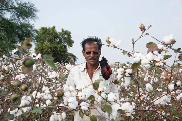 Amravati Maharashtra Ινδια Ιανουαριου 2020 Ινδός Αγρότης Επιθεωρεί Βαμβάκι Μπάλα — Φωτογραφία Αρχείου