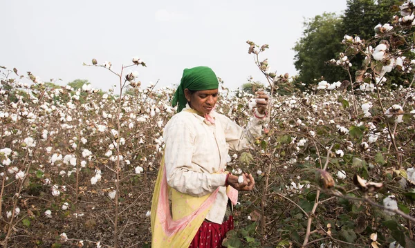 Amravati Maharashtra India Enero 2020 Mujer India Cosechando Algodón Campo — Foto de Stock