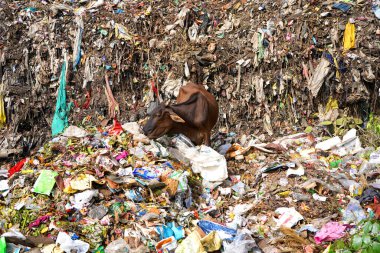 İnekler çöp yığınında yiyecek arıyor, inekler çöplükte yemek yiyor..