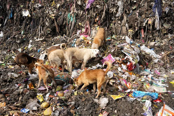 Собаки Шукають Їжу Купі Сміття Корови Їдять Смітнику — стокове фото