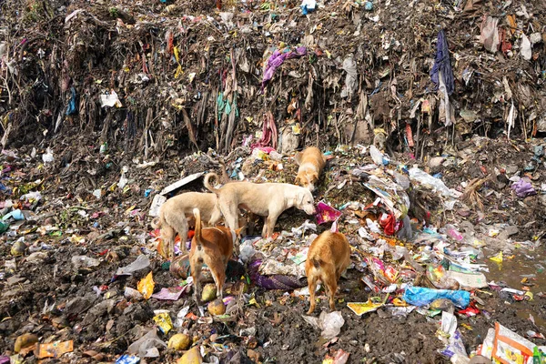 Собаки Шукають Їжу Купі Сміття Корови Їдять Смітнику — стокове фото