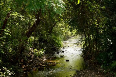Hindistan ormanlarındaki küçük nehir, orman ve nehir manzarası..