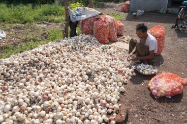 NASHIK, MAHARASHTRA, INDIA 13 Mayıs 2020: Kimliği belirlenemeyen Hintli çiftçiler, koronavirüs salgınının tecridi sırasında yüzlerini kapatıp bir organik soğan tarlasında çalışıyorlar..